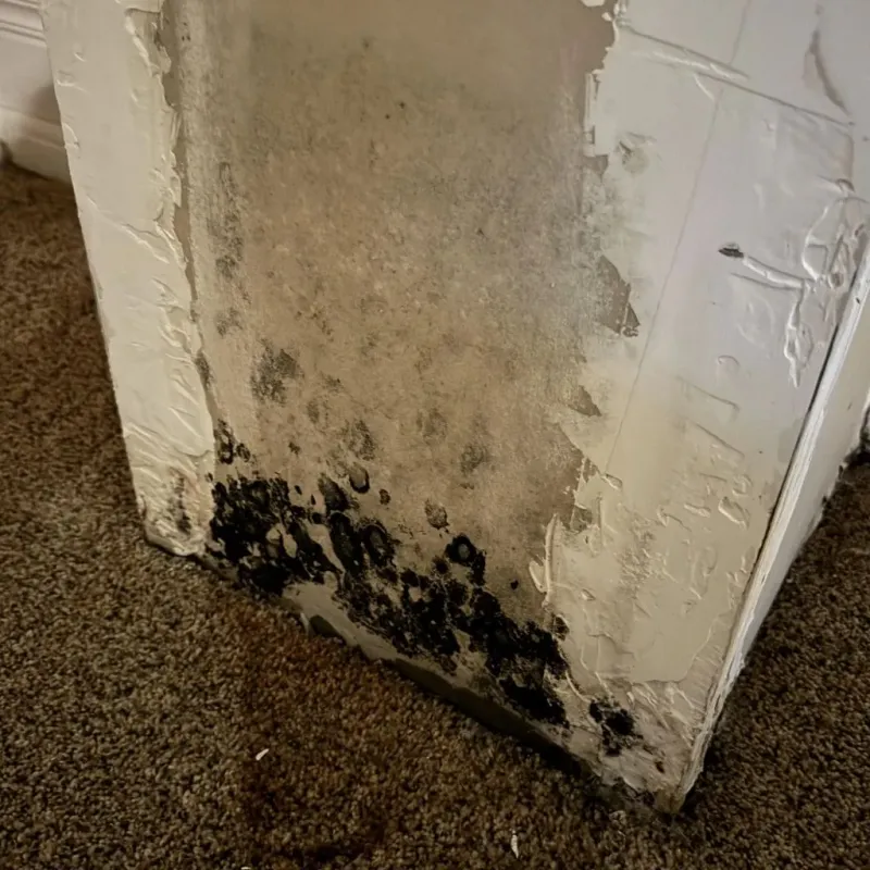 Professional Mold Removal in Thomas, OK